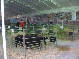 phoca_thumb_l_fotosnoviembre2012 2532